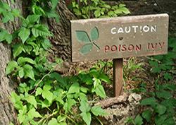 Online Poison Ivy Treatment - Online Poison Oak Treatment- Online Poison Sumac Treatment
