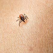 tick that causes lyme disease
